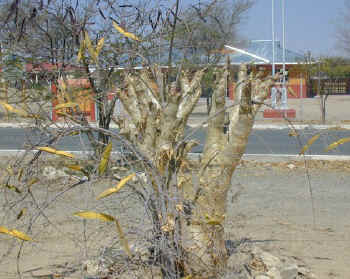 karibib.police.station.cyphostemma.jpg (86462 bytes)