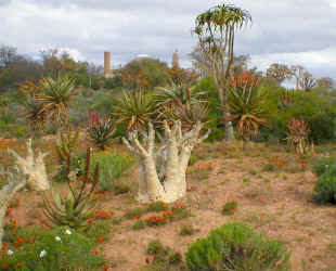 karoo botanical garden cyphostemma trees(75336 bytes)