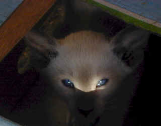 kitten.eyes.jpg (65436 bytes)