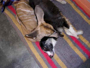 kudu.kalf.hond..2.08_small.jpg (9588 bytes)