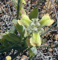 lily feraria species namaqualand(106246 bytes)