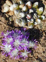 living stones succulents in flower namaqualand (96477 bytes)