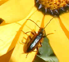 longhorn beetle on daisy namaqualand (16560 bytes)