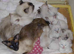 moms.jpg (76899 bytes)