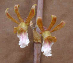 orchid.flowers.close-up.jpg (33152 bytes)