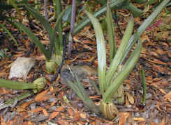 orchid.plants.jpg (60452 bytes)