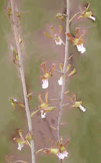 orchids.painted.jpg (45380 bytes)