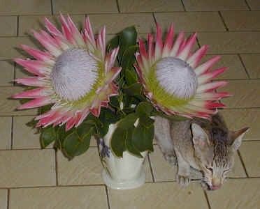 proteas.cat.jpg (23047 bytes)