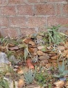 rock.garden.old.wall.jpg (13859 bytes)