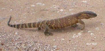 monitor lizard searching for a mate (9727 bytes)