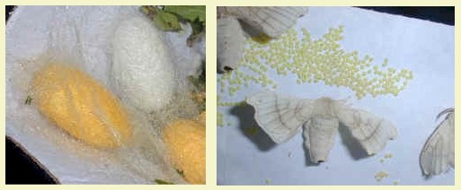 silkworm.moth.and.eggs..jpg (28476 bytes)