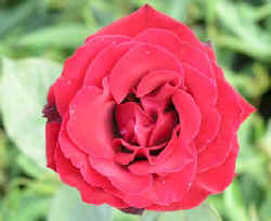 smell.the.red.rose.photo.jpg (23771 bytes)