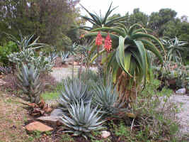succulent.aloe.garden_small.jpg (11663 bytes)