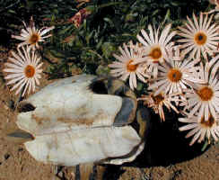 tortoise skeleton daisies.jpg (74497 bytes)