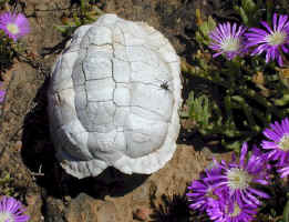 tortoise skeleton mesembs (71122 bytes)