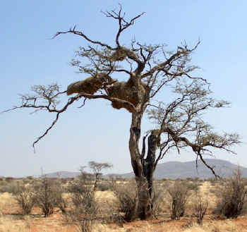 tree.camelthorn.namibia.birds.nests.jpg (67204 bytes)