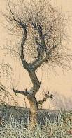 tree13.jpg (12310 bytes)