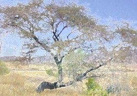 tree9.jpg (27017 bytes)