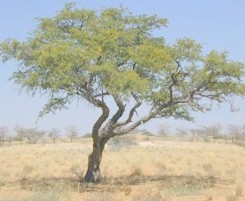 tree18.jpg (17717 bytes)