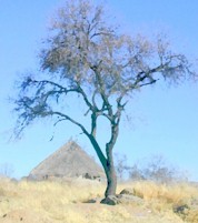 tree16.jpg (12457 bytes)