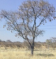 tree1.jpg (21410 bytes)