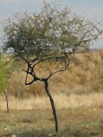 tree15.jpg (12334 bytes)