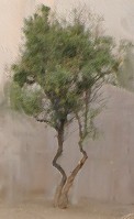 tree4.jpg (7690 bytes)