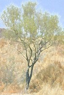 tree8.jpg (12416 bytes)