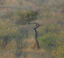 tree11.jpg (14306 bytes)