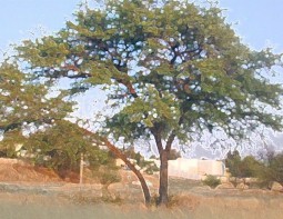 tree5.jpg (24562 bytes)