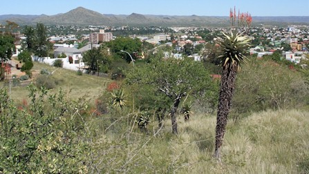 windhoek.aloe.littoralis.jpg (53187 bytes)
