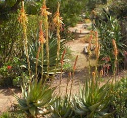 winding aloe path garden (31753 bytes)