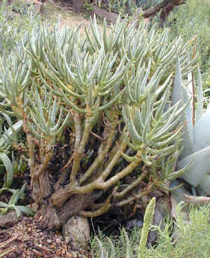 Aloe ramosissima.jpg (122022 bytes)
