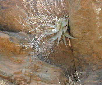 aloe pachygaster namibia Aus (82823 bytes)