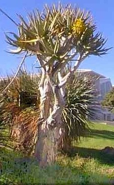 aloe.dichotoma.jpg (39198 bytes)