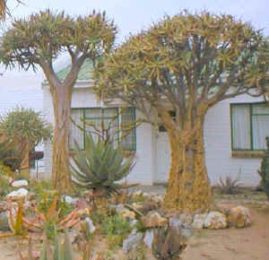 aloe.dichotoma.tuin.jpg (54788 bytes)