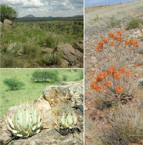 aloe.hereroensis.3.fotos.jpg (53304 bytes)