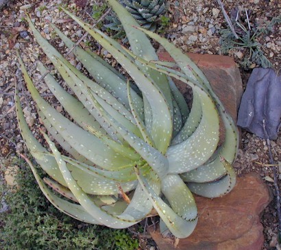 aloe.microstigma.plant.8.07.jpg (67550 bytes)