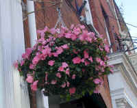 engeland.impatience.blomme.jpg (48475 bytes)