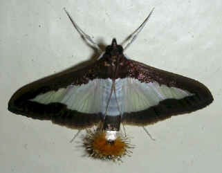 moth.jpg (40464 bytes)
