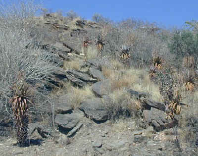 windhoek.aloe.littoralis.winter.jpg (70816 bytes)