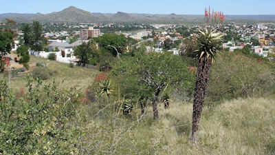 windhoek.aloe.littoralis.jpg (53187 bytes)