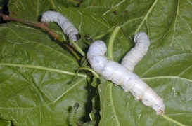 silkworms.life.task.eating1.jpg (34866 bytes)